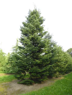 Ялиця одноколірна/каліфорнійська/КОНКОЛОР. (Abies concolor) С2 купити в  інтернет-магазині ЦВІТСАД з доставкою по Україні