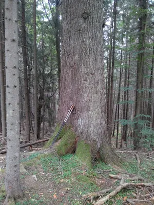 Ялиця Гірська Compacta 2 Річна, Пихта Горная Компакта, Abies Lasiocarpa  Compacta — Купить на BIGL.UA ᐉ Удобная Доставка (1758160753)