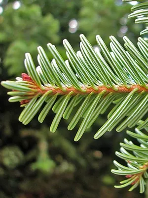 Ялиця одноколірна Віолеція (Abies concolor Violacea) | САД ПОЛТАВИ