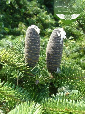 Ялиця корейська (Abies koreana) Пихта корейская