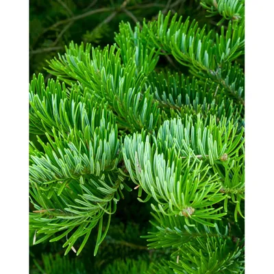 Abies balsamea 'Glauca', Ялиця бальзамічна 'Глаука'|landshaft.info