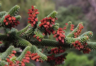 Whole-leaved fir - buy in Kiev. Saplings Abies holophylla