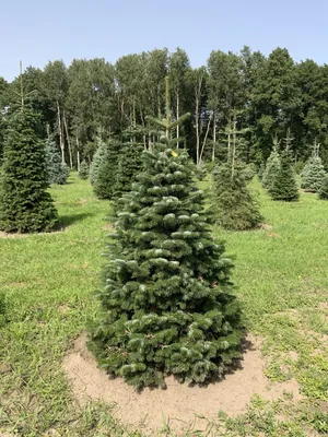 Ялиця іспанська Келлеріс \"Abies pinsapo Kelleriis\" С8/h80см | САД ПОЛТАВИ