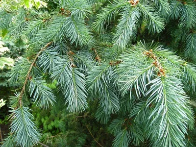 File:Abies nordmanniana 2.jpg - Wikimedia Commons