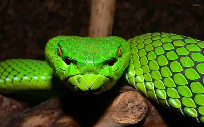 Ямкоголовая змея на фоне природы: прекрасное сочетание