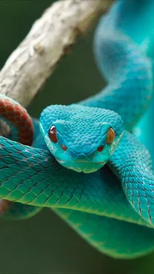Великолепные фото ямкоголовой змеи для скачивания