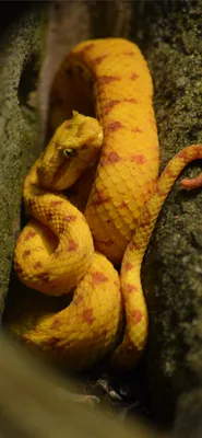 Фотографии ямкоголовой змеи: обои для вашего экрана