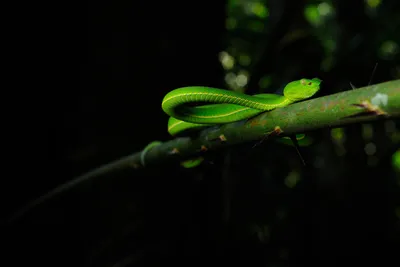 Уникальные снимки ямкоголовой змеи