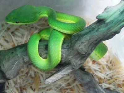 Ямкоголовая змея: красота в мелочах