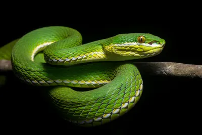 Фото ямкоголовой змеи: загадочность и величие
