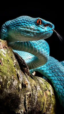 Ямкоголовая змея во всей красе