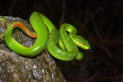 Ямкоголовая змея на картинках: натуральное великолепие