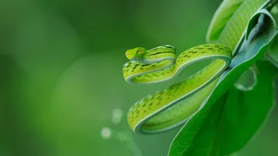 Изумительные изображения ямкоголовой змеи