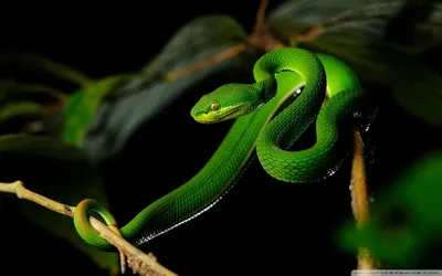 Удивительные фото ямкоголовой змеи