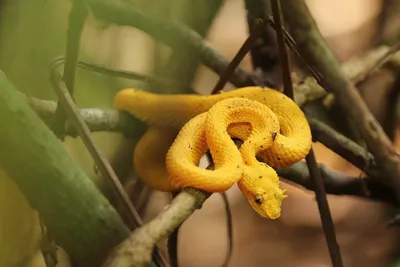 Фотографии ямкоголовой змеи: великолепные моменты