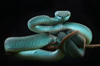 Ямкоголовая змея: красота в деталях