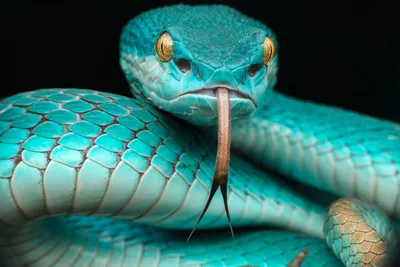 Завораживающие изображения ямкоголовой змеи