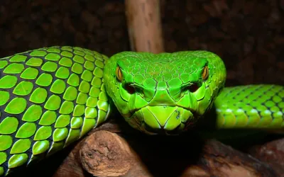 Ямкоголовая змея на фото: великолепие природы