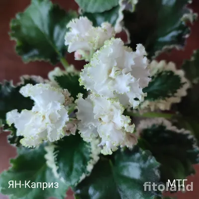 Фиалки / НЕА - Фиалка Ян-Каприз #астраханские_фиалки_неа... | Facebook