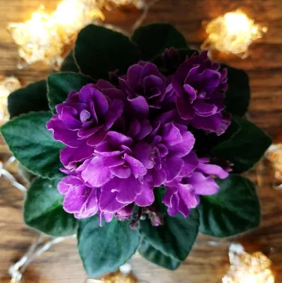 African violet/фиалка ЯН-Каприз. Цветение июнь 2022. - YouTube