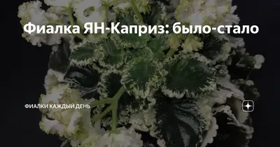 Сорта Пуминовой Наталии Александровны (ЯН) - magazin-fialoks Jimdo-Page!