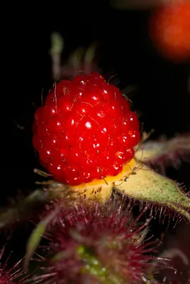 Фотографии лета - Малина пурпурноплодная или японская (Rubus  phoenicolasius) - Spikальбом