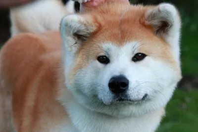 Японская порода собак хатико фото фотографии
