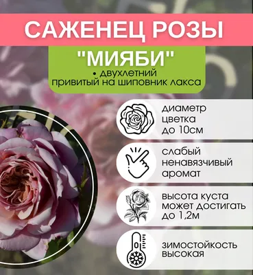 Купить саженцы Роза Японская Йоли с доставкой! | Florali-Flor