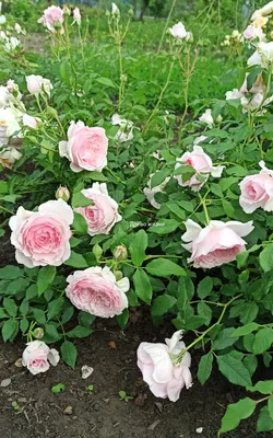 Роза японская Принцесса Сакура (Princess Sakura) - «Невероятно красивая роза-хамелеон,  с пионовидными бутонами и оттенками персика» | отзывы