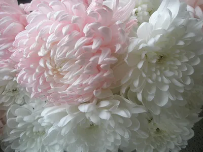 хризантемы - Пошук Google | Flower art images, Flower painting, Flower art