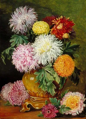 Хризантема садовая - Chrysanthemum. Хризантемы уход, выращивание. Фото  хризантем
