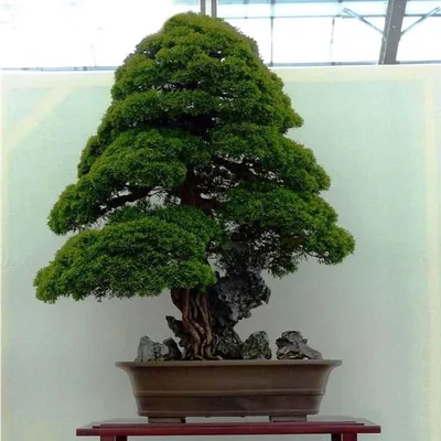 Дайсуги - техника выращивания необычных деревьев из Японии