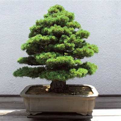 Семена Japanese Cedar (Японский Кедр)