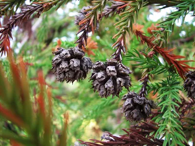 Cryptomeria japonica - бонсай, …» — создано в Шедевруме