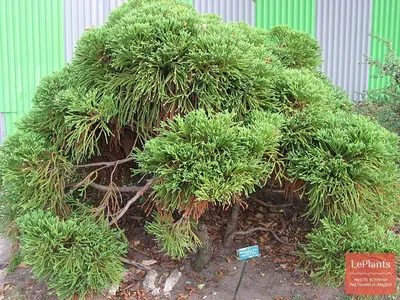 Cryptomeria japonica 'Elegans', Криптомерии японская  'Элеганс'|landshaft.info