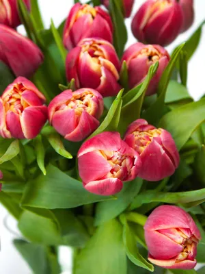 Купить букет тюльпанов в москве