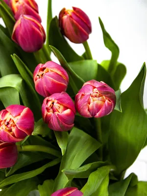 Тюльпаны Оптом - Восхитительные яркие тюльпаны в стильной упаковке.  Прекрасный подарок!🎁😍💐 | Facebook