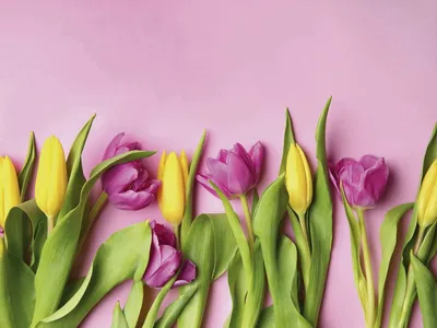 Фотообои Яркие тюльпаны купить в Москве, Арт. 4-049 в интернет-магазине,  цены в Мастерфресок