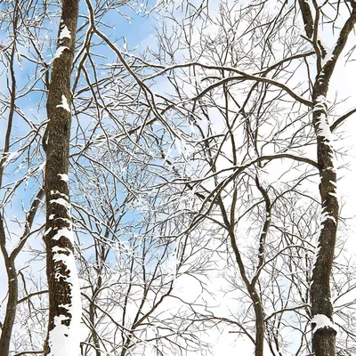 Ясень горы зимой покрытой снегом, филиалы, накрыла снегом зимой на синем  фоне областях зимы, Cov филиалов Стоковое Изображение - изображение  насчитывающей гора, снежок: 168755641