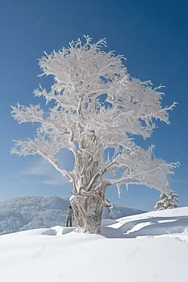 Ясень дерево зимой - 69 фото