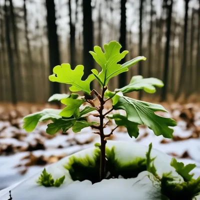 Тополь зимой (57 фото) - 57 фото