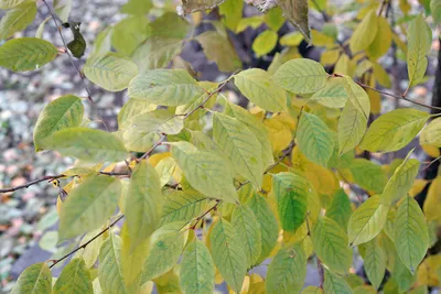 Ясень пенсильванский, fraxinus pennsylvanica