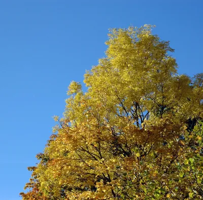 Ясень обыкновенный - Ясень - Лиственные деревья и кустарники - Декоративные  деревья и кустарники - GreenInfo.ru