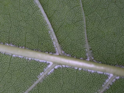 Красный ясень – дерево и древесина – Alphitonia excelsa