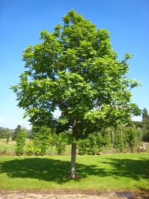 Fraxinus pennsylvanica - Ясень пенсильванский | Mustila