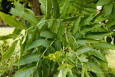 Ясень носолистный (Fraxinus rhynchophylla)
