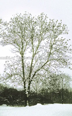 Фотографии зимы - Ясень обыкновенный (Fraxinus excelsior) - Spikальбом