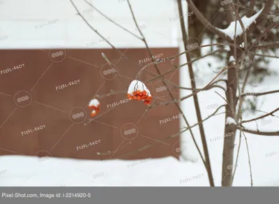 Зима Ashberry под снегом. Группы яркая красная ясень горы ягод. Стоковое  Фото - изображение насчитывающей сад, пук: 206337482