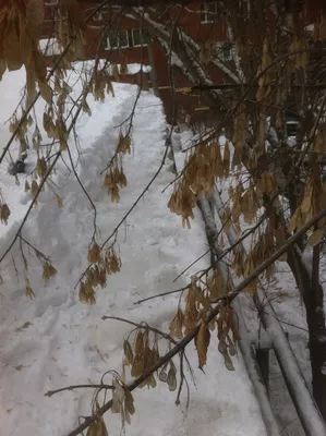 Черёмуху и ясень высаживают в Иркутской области при минусовой температуре с  помощью ковша-«лотоса» | Тубинские вести | Дзен