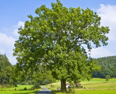 Ясень: виды и фото, посадка и уход, применение дерева в дизайне